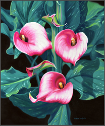Calla Lilies - Nance Danforth Paintings